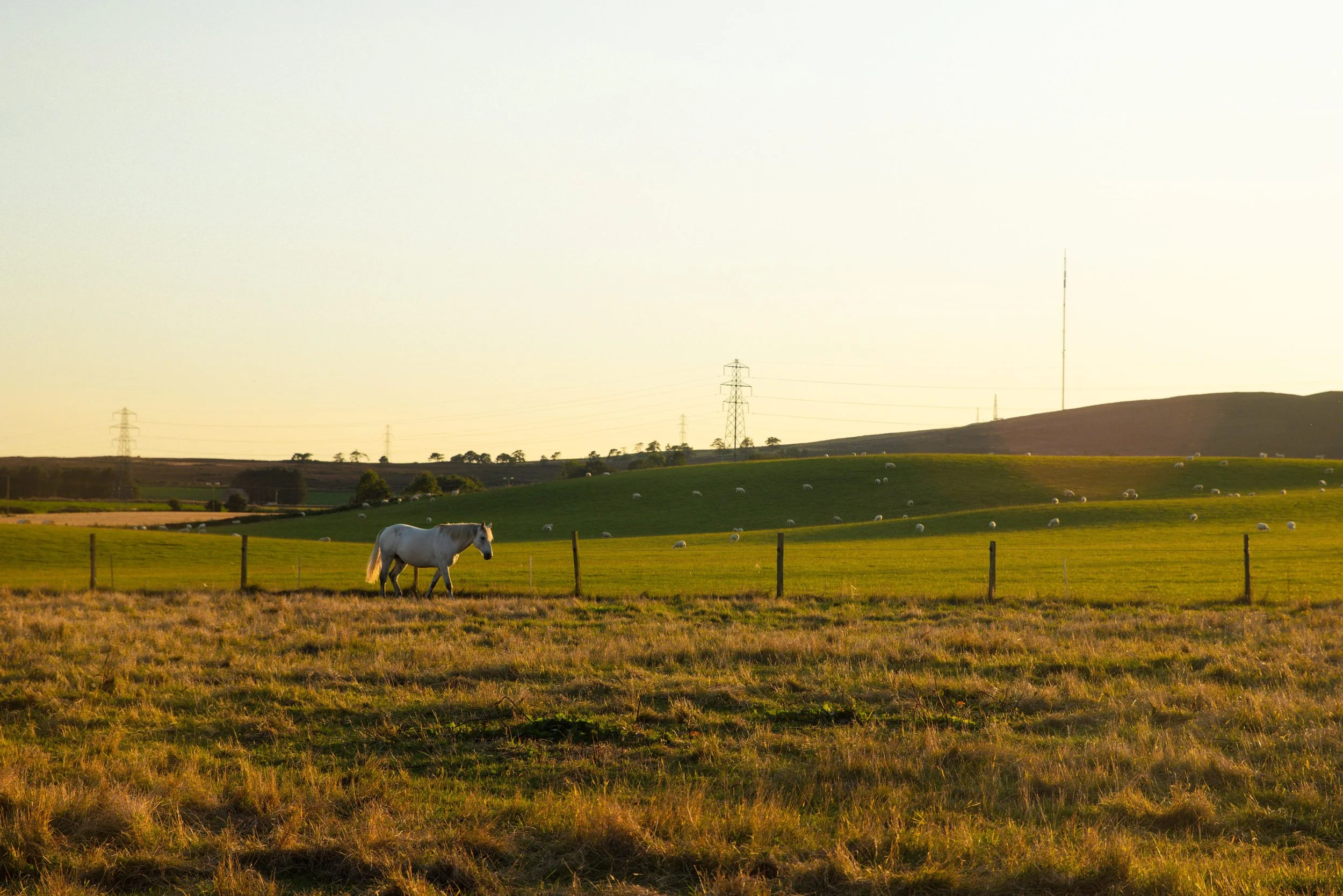 A white horse walking in a grassy field with a fence, with rolling green hills and scattered sheep in the background during sunset.