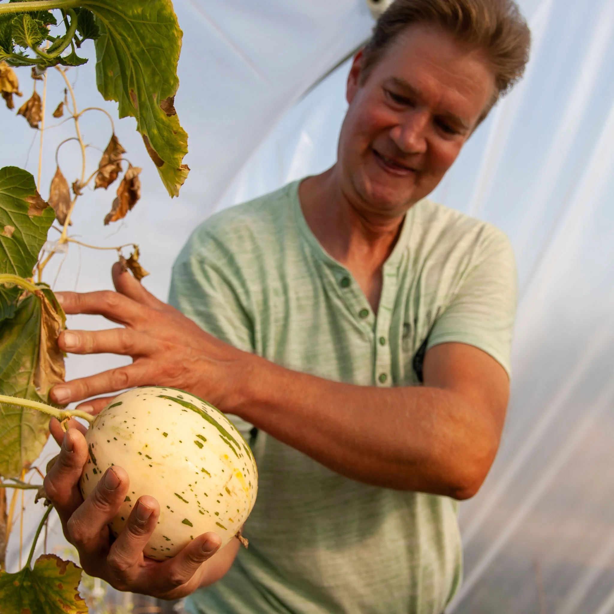 korte keten meloen