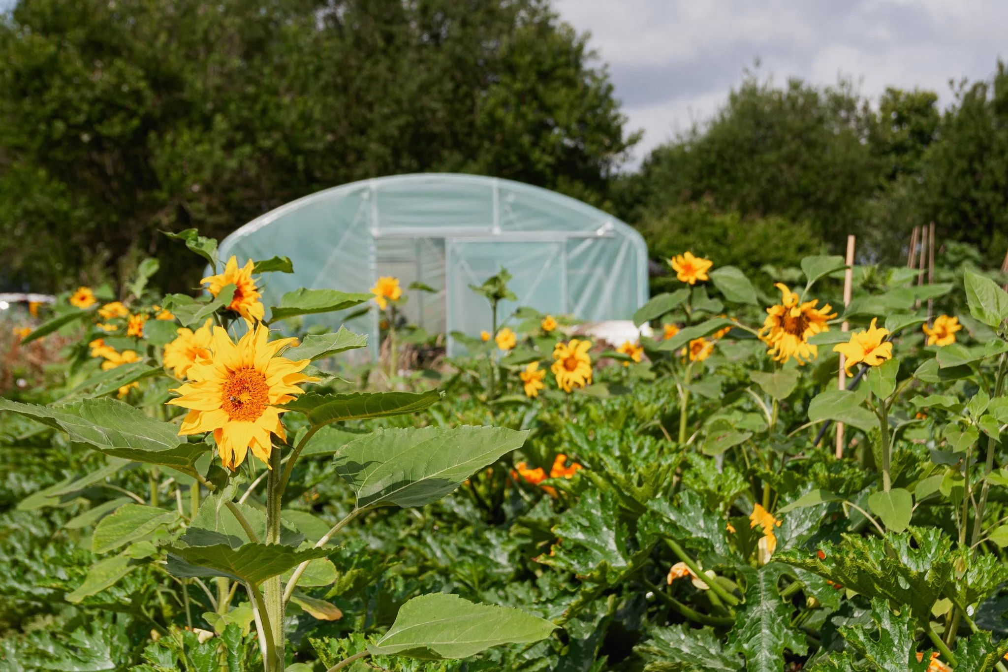 zonnebloemen op een veld met serre op achtergrond