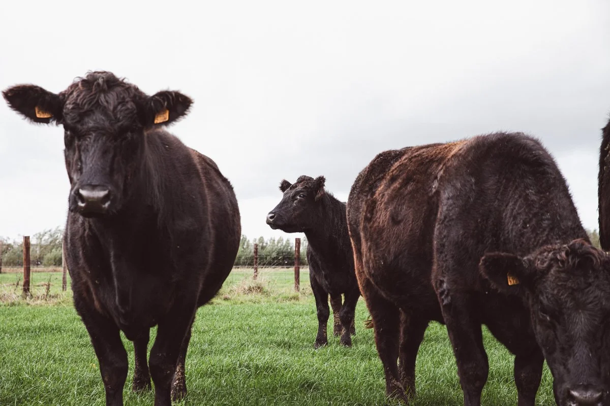 black angus runderen in de wei