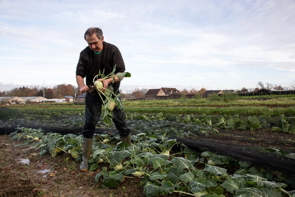 boer op zijn veld snijdt koolrabi