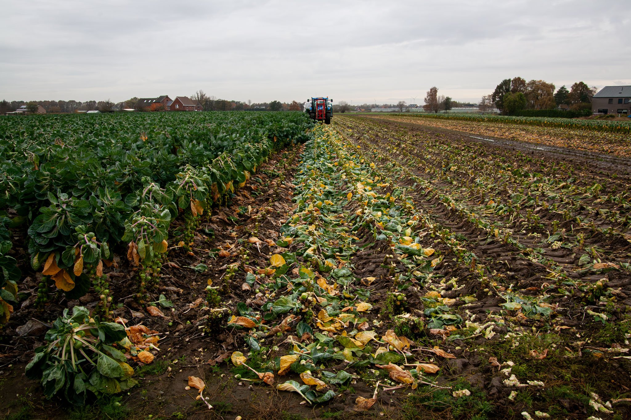 korte keten boerderij