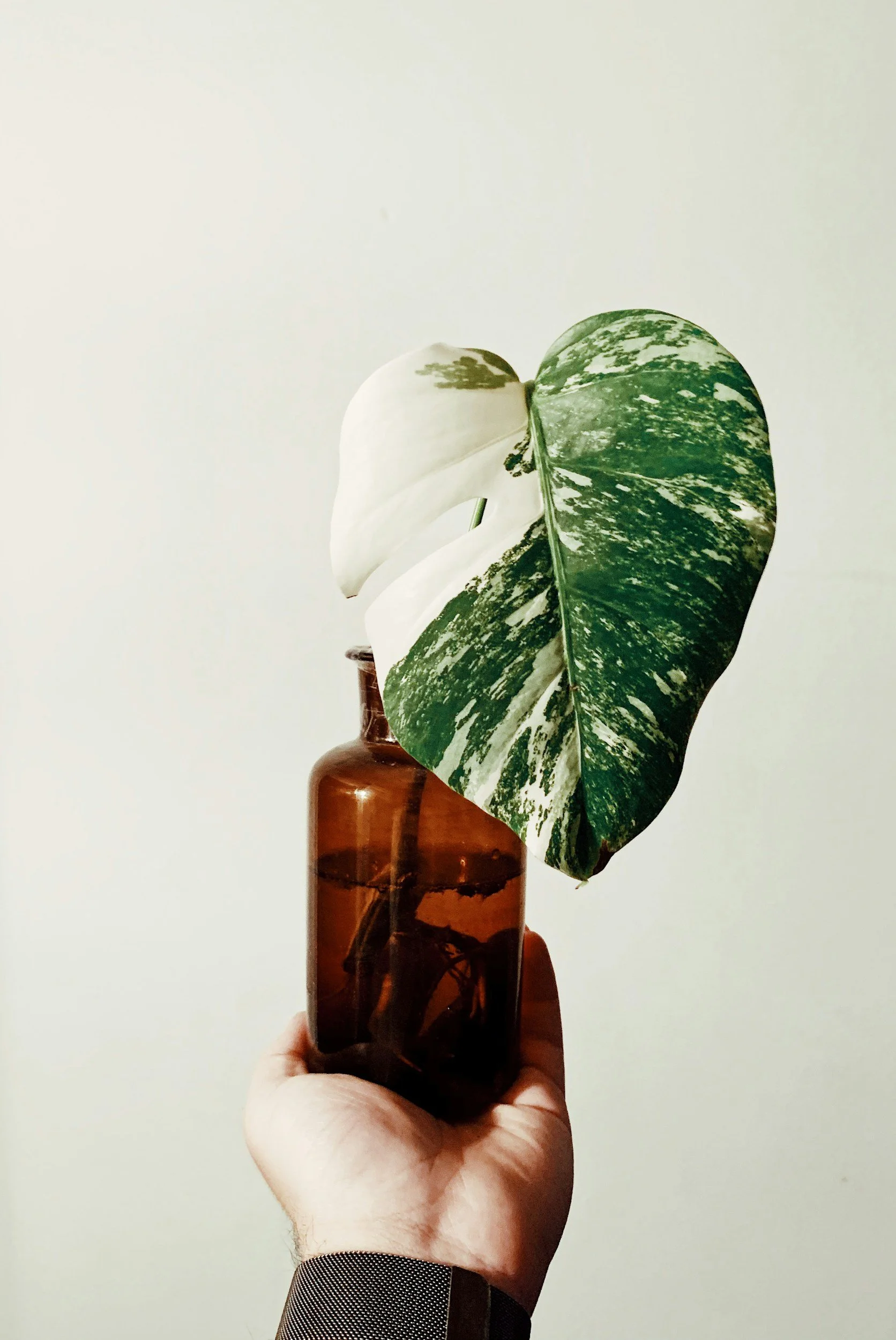 Hand holding a brown glass bottle with a large variegated green and white leaf in front of a plain light background.