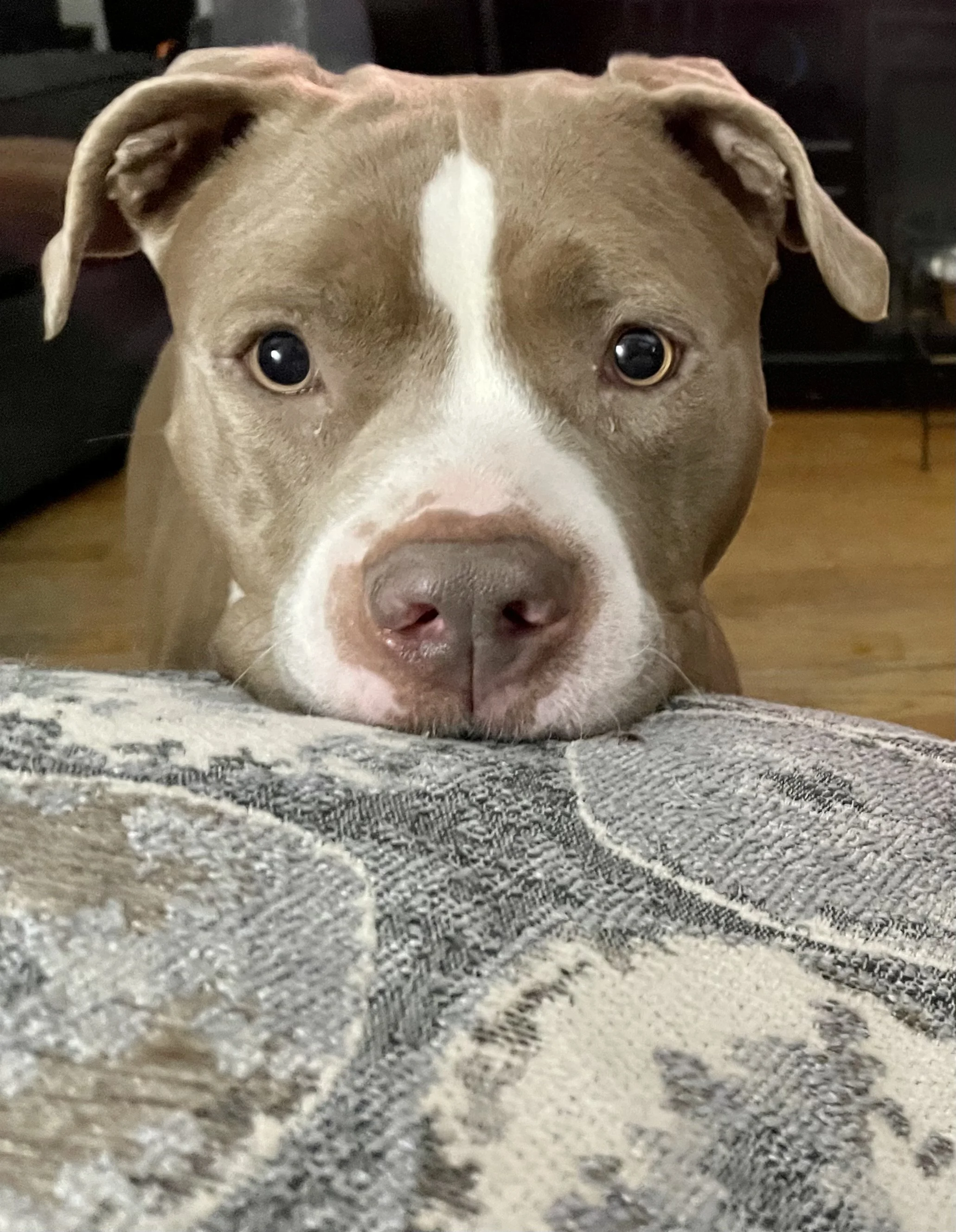 Close-up of a brown and white dog resting its head on a plush surface, with a focused expression and wide eyes.