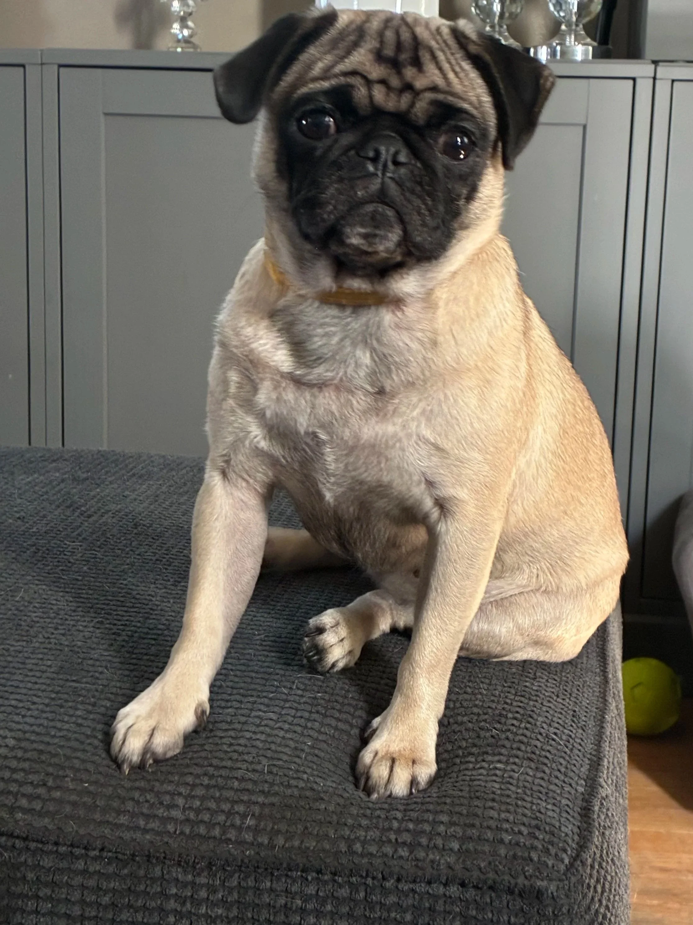 A tan pug dog with a black face and a wrinkled forehead, sitting on a dark gray textured surface with a gray cabinet and silver trophies in the background.