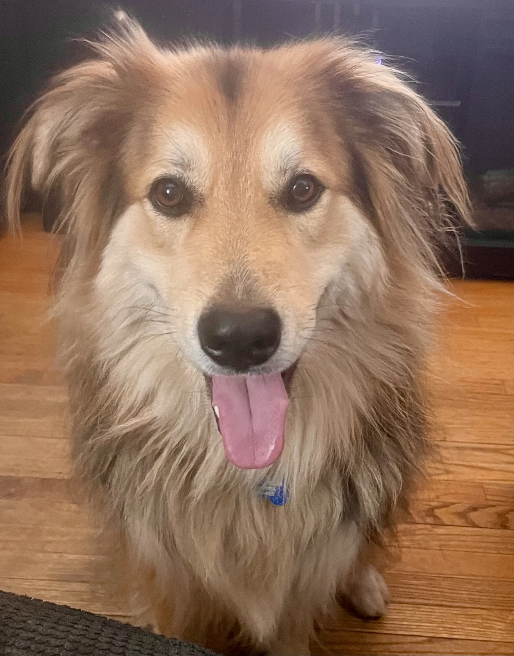 A happy, long-haired dog with a tan and white coat sitting on a wooden floor, panting with its tongue out.