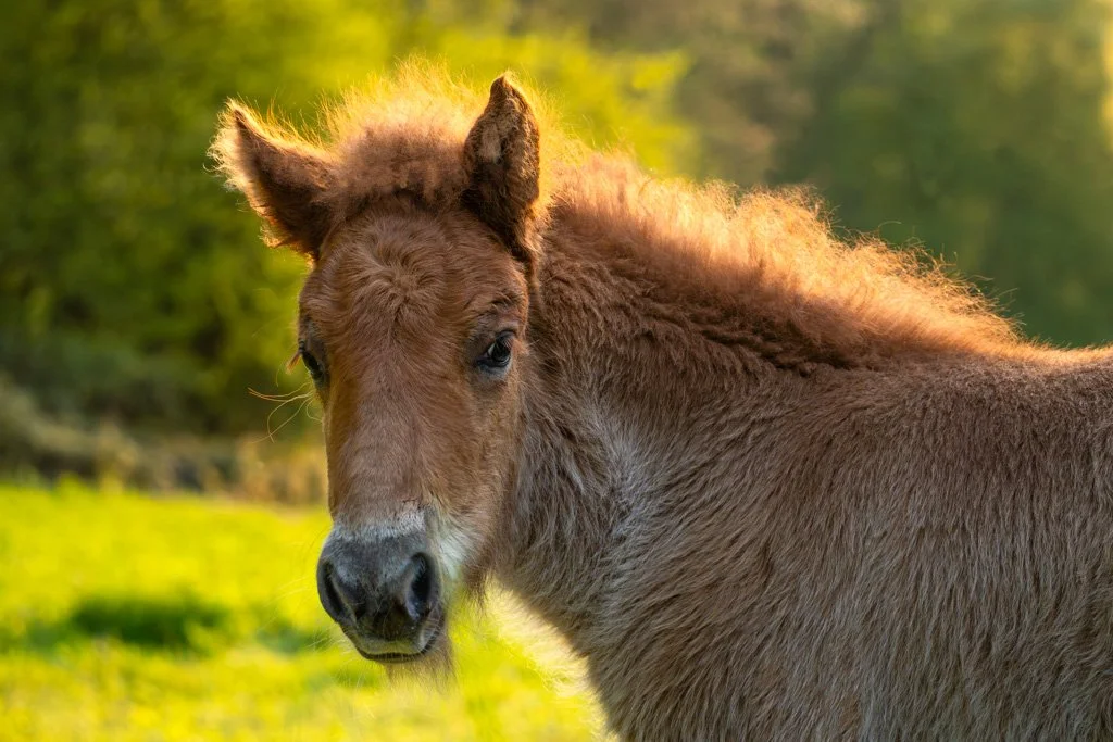 20230504-_DSC5388 Islandpferd, Fohlen, pony, icelandic horse, foal, portrait, kopf,