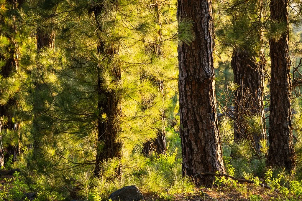 20260128_2397_Baum_Kanarische_Kiefer_La_Palma_Pino_canario_Islas_Canarias_Kanarische_Inseln_Wald_pinera.jpg