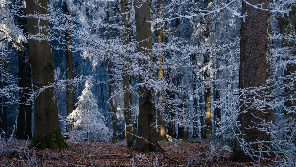 20241231-3178 Winterwald mit Raureif auf dem Königstuhl