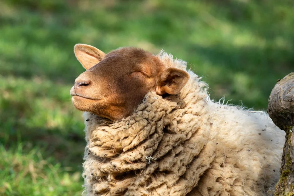 20220403-7773 Schaf, Coburger Fuchs, coburger fuchsschaf, coburg fox sheep, portrait,