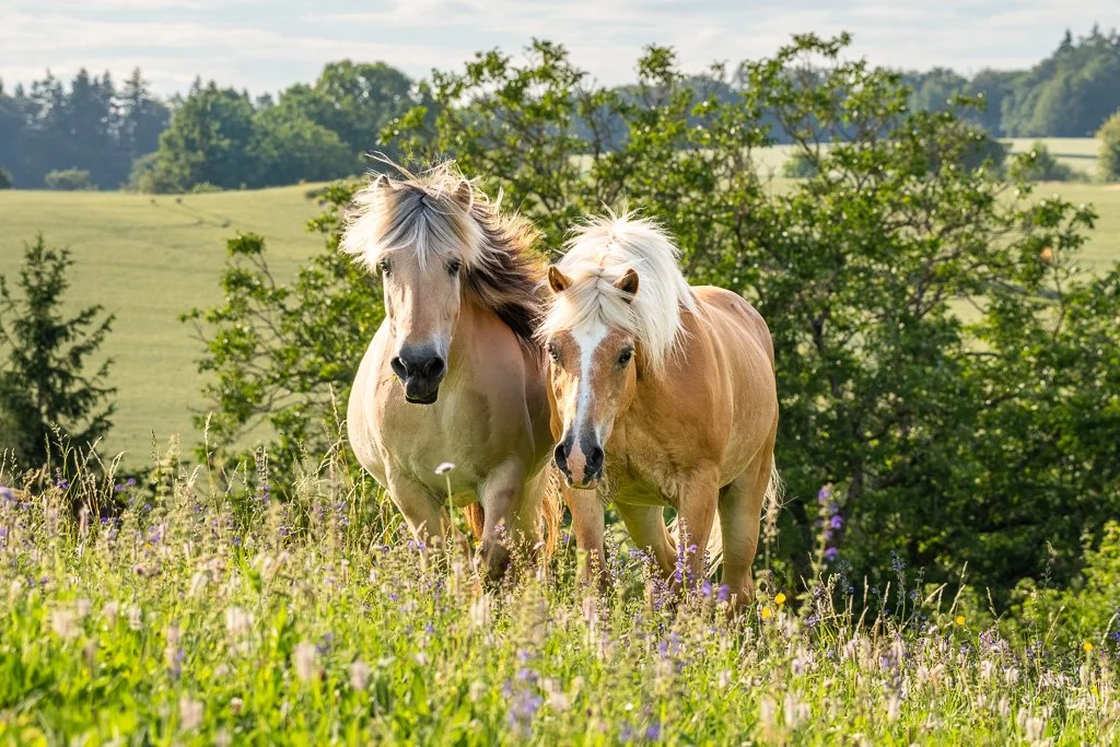 20260617_2136 Haflinger und Fjordpferd im Trab auf der Weide
