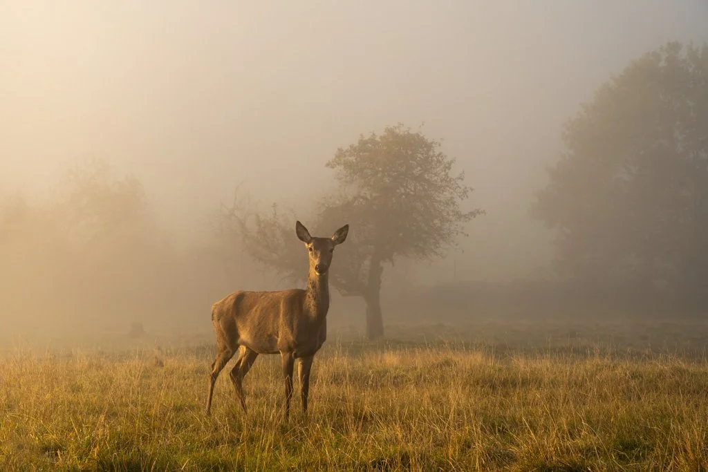 20211029-0541 Rothirschkuh (Gehege), red deer hind, nebel, fog, mist, rotwild