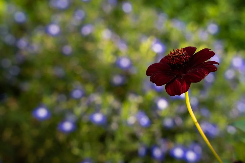 20240730-8238 Schoko-Cosmea 