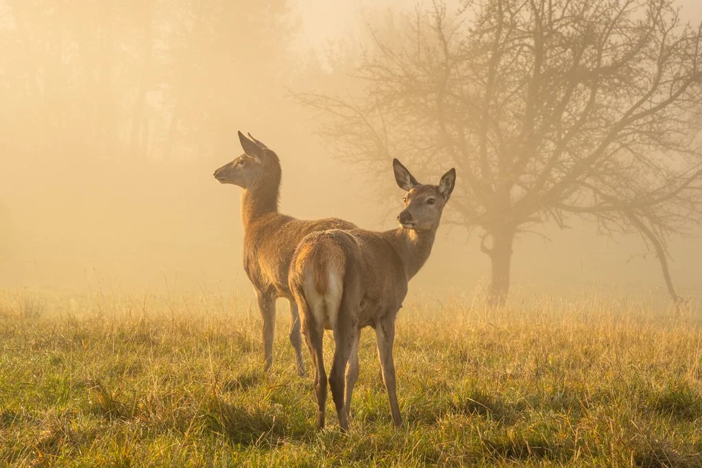 20211029-0554 Zwei Rothirschkühe, red deer hind, nebel, fog, mist, rotwild