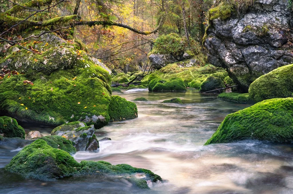 Waldbach im Echerntal, Salzkammergut, Österreich.jpg