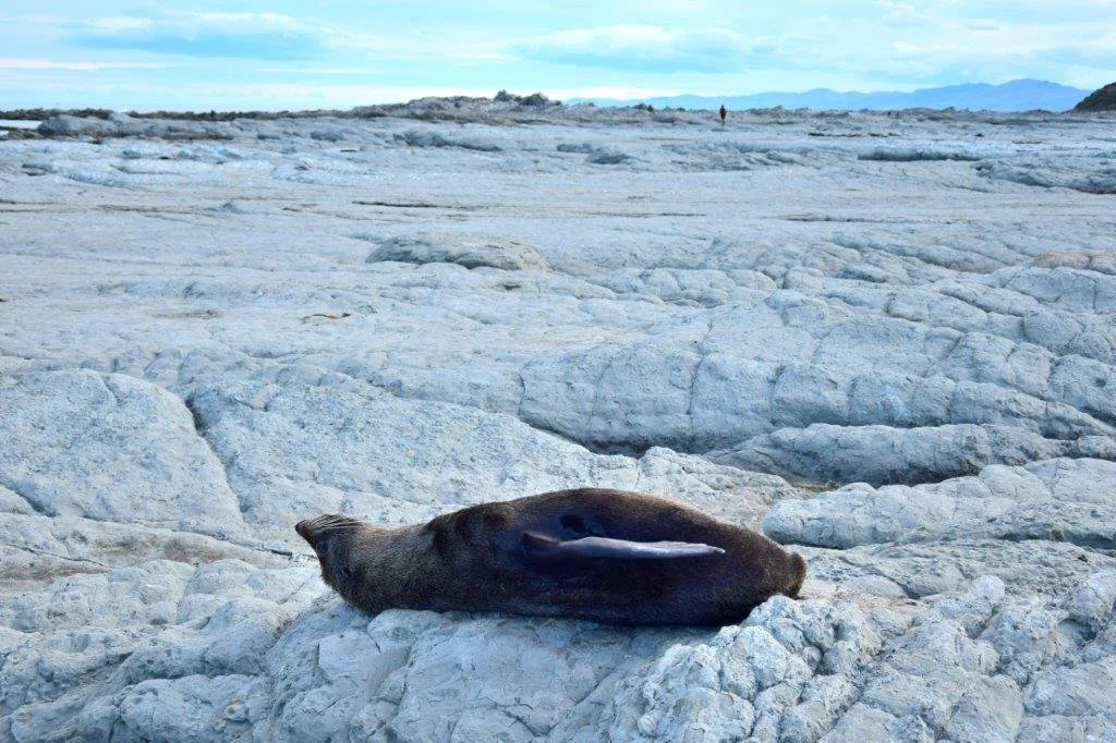 Seehund, Neuseeland, seal, New Zealand 2.jpg