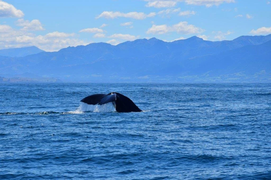 Wal, whale, New Zealand, Neuseeland.jpg