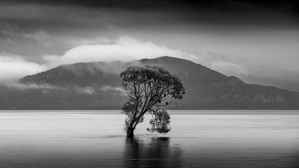 20231119-1875 Lake Taupo, North Island, New Zealand, tree, Baum, Nordinsel, Neuseeland, schwarz-weiß, black white.jpg