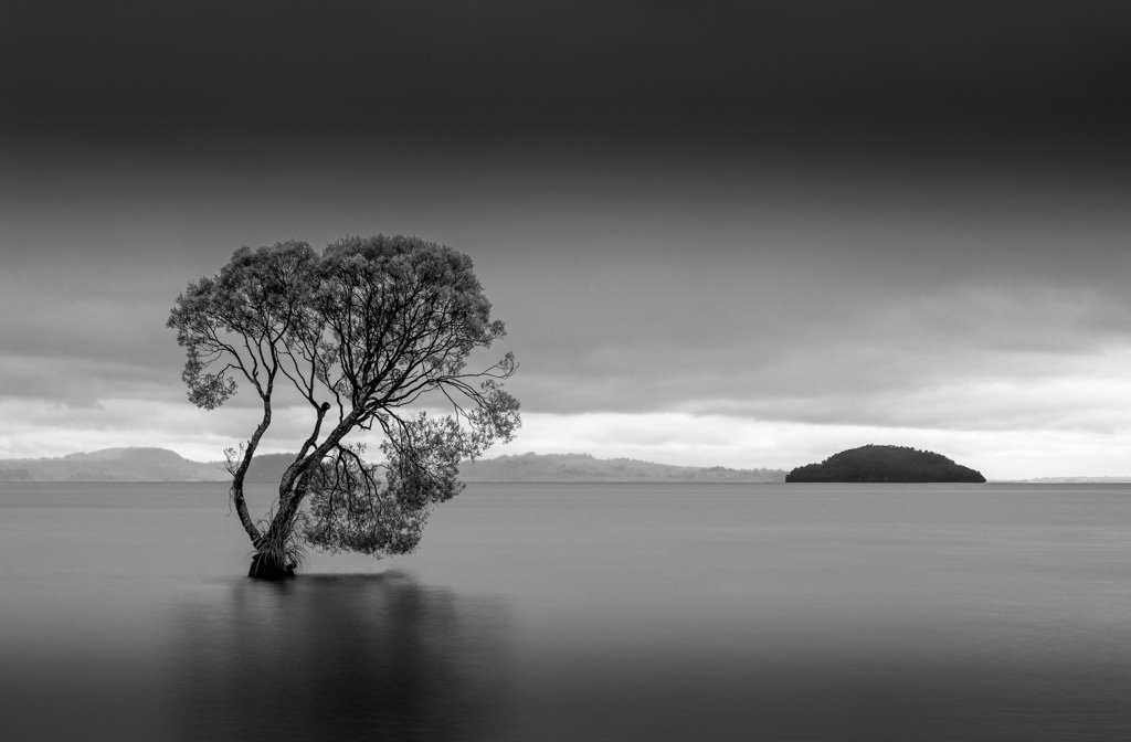 20231119-1890 Lake Taupo, North Island, New Zealand, tree, Baum, Nordinsel, Neuseeland, schwarz-weiß, black white.jpg