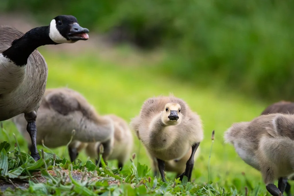 20231123-_DSC2169 Kanadagans, Canada goose, Küken, Branta canadensis.jpg