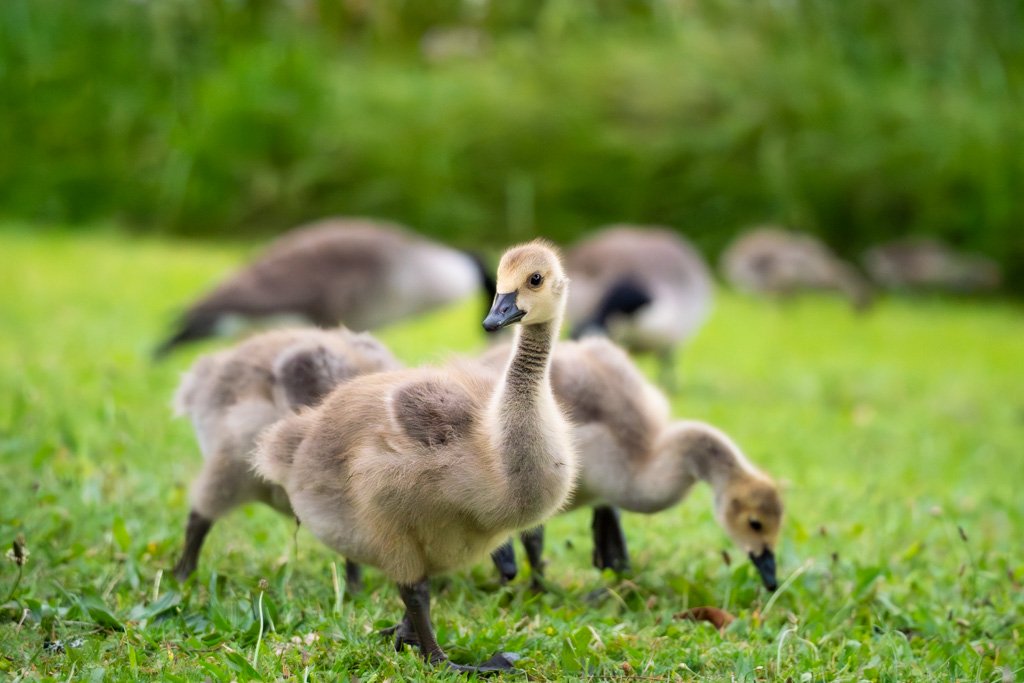 20231123-_DSC2171  Kanadagans, Canada goose, Küken, Branta canadensis.jpg