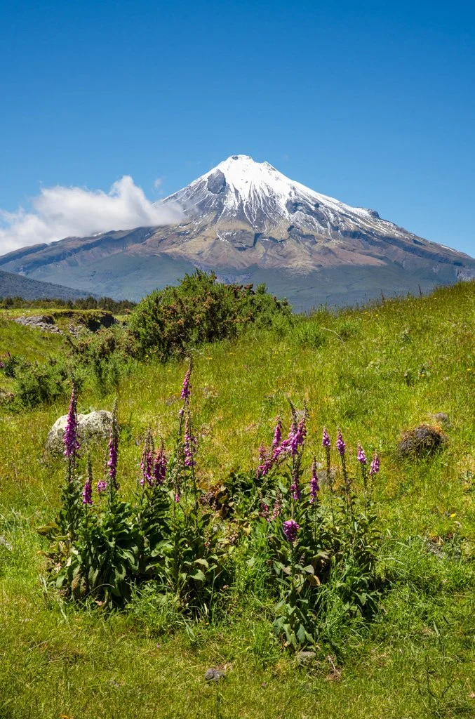 20231126-_DSC3314 Taranaki, Egmont Nationalpark, New Zealand, Neuseeland.jpg