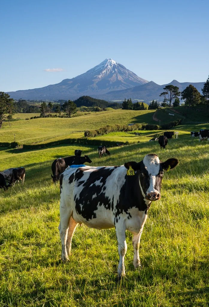 20231126-_DSC3386 Taranaki, Egmont Nationalpark, New Zealand, Neuseeland, kuh, cattle.jpg