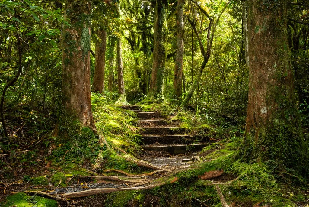 20231127-3589 Egmont Nationalpark, New Zealand, Neuseeland, Goblin forest, woodland, Wald.jpg