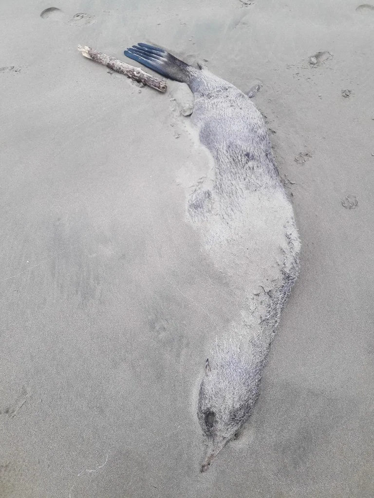 20231129-20231129_183229 Castlepoint, beach, dead seal.jpg