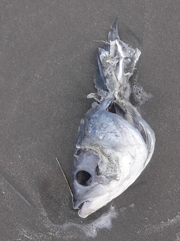 20231129-20231129_195211 beach, dead fish.jpg