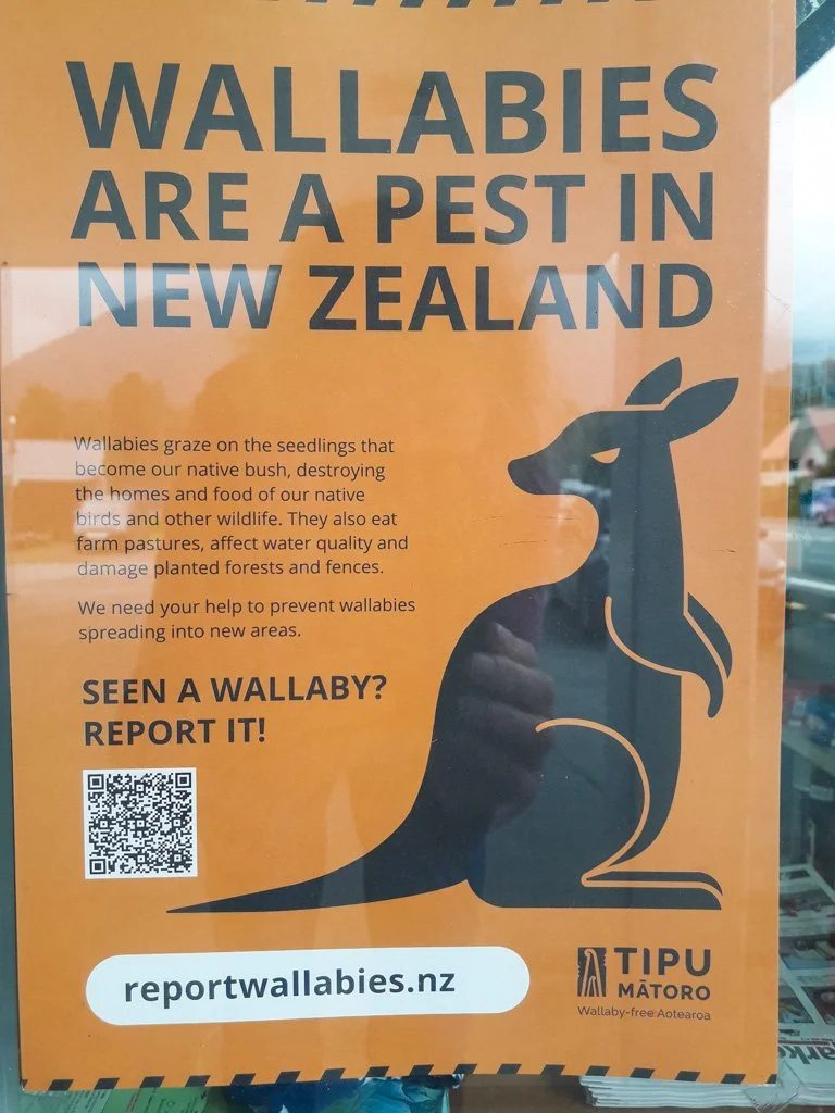 20231205 Wallabies are a pest in New Zealand.jpg