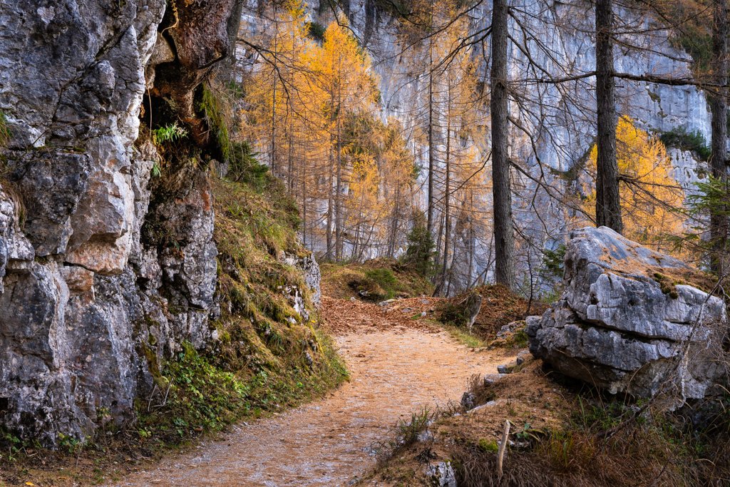 20221023-1724 Dachstein, Weg zur Mammuthöhle im Herbst mit gelben Lärchen