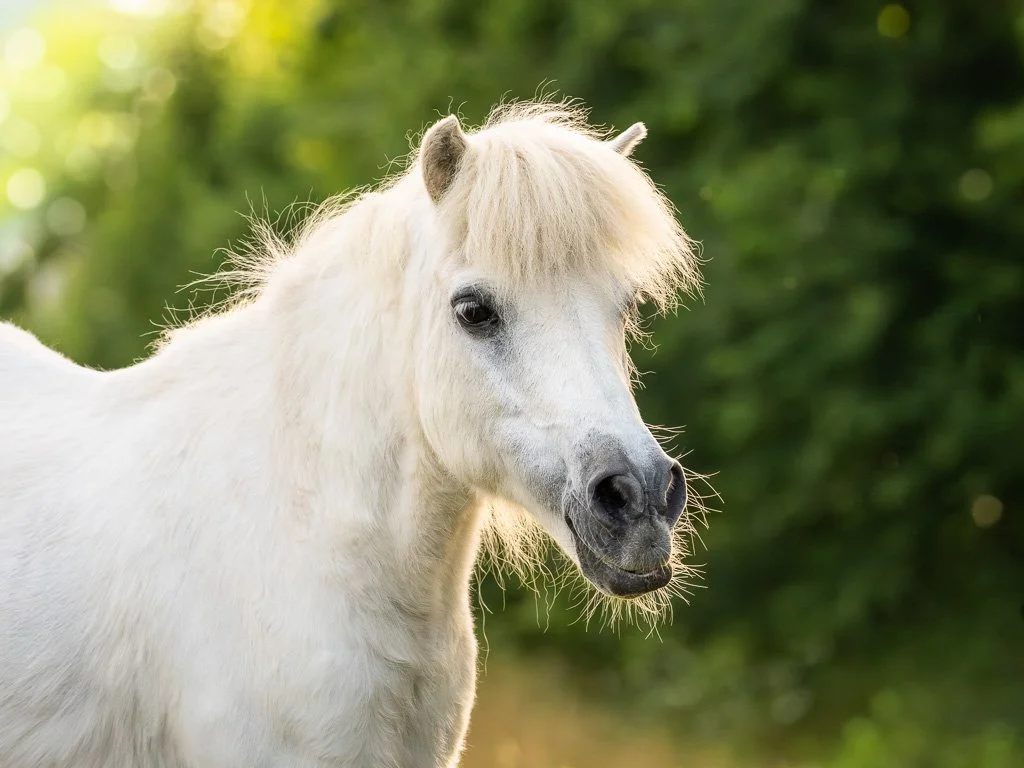 20260607_1872 Shetlandpony, Portrait, Schimmel