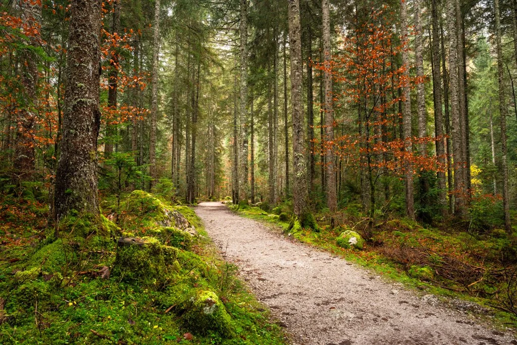 20221026-1964 Waldweg beim Gosausee im Herbst