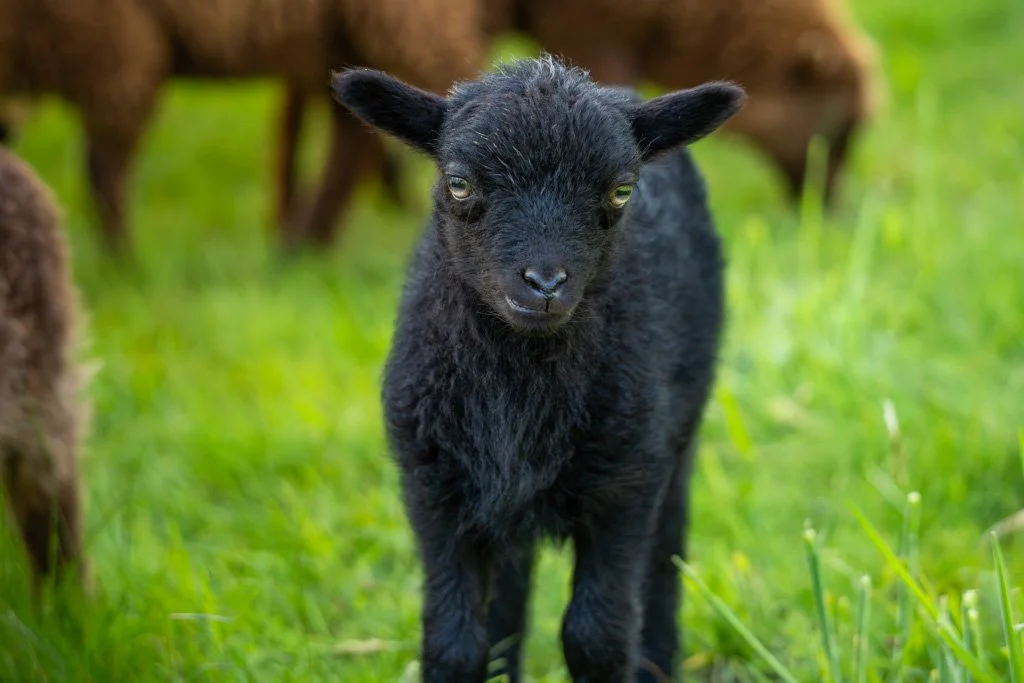 20230501-5144 Lamm, Ouessantschaf, lamb,  schaf, lamm, ushant sheep, ouessant sheep, 