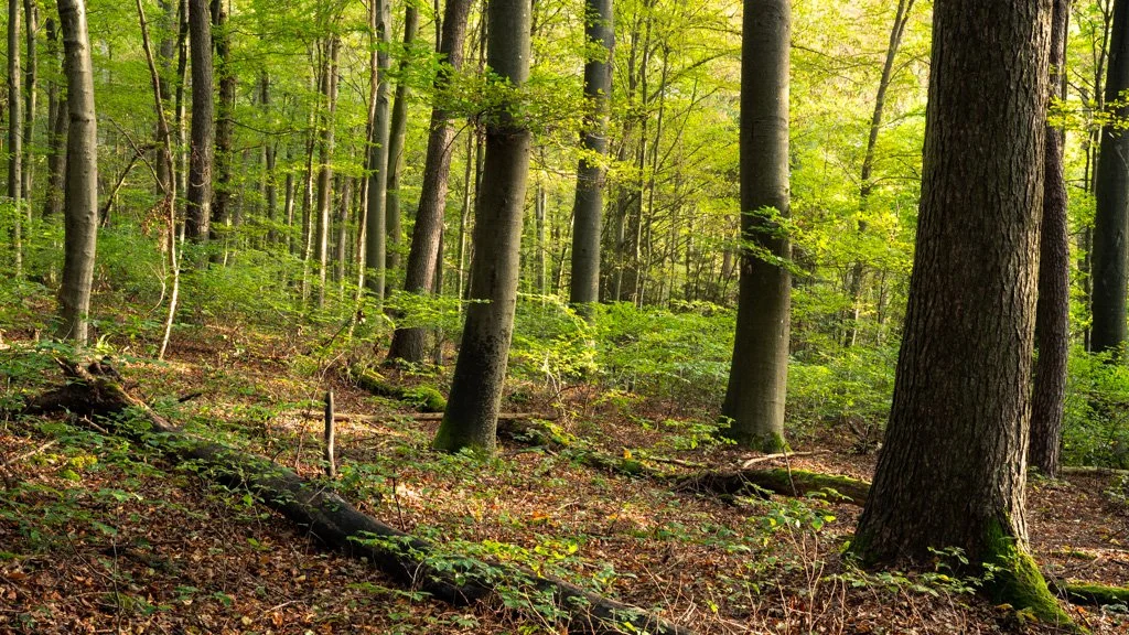 20231023-0278 Kleiner Odenwald, Hollmuth, Neckargemünd