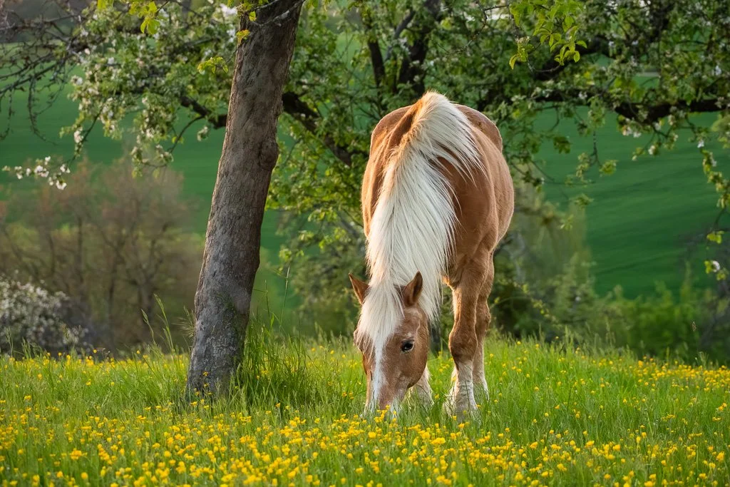 20260429_1412 Haflinger, grasend