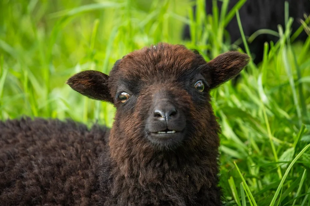 20230501-4944 Schaf, OuessantschafOuessantschaf, schaf,  ushant sheep, ouessant sheep, portrait, kopf