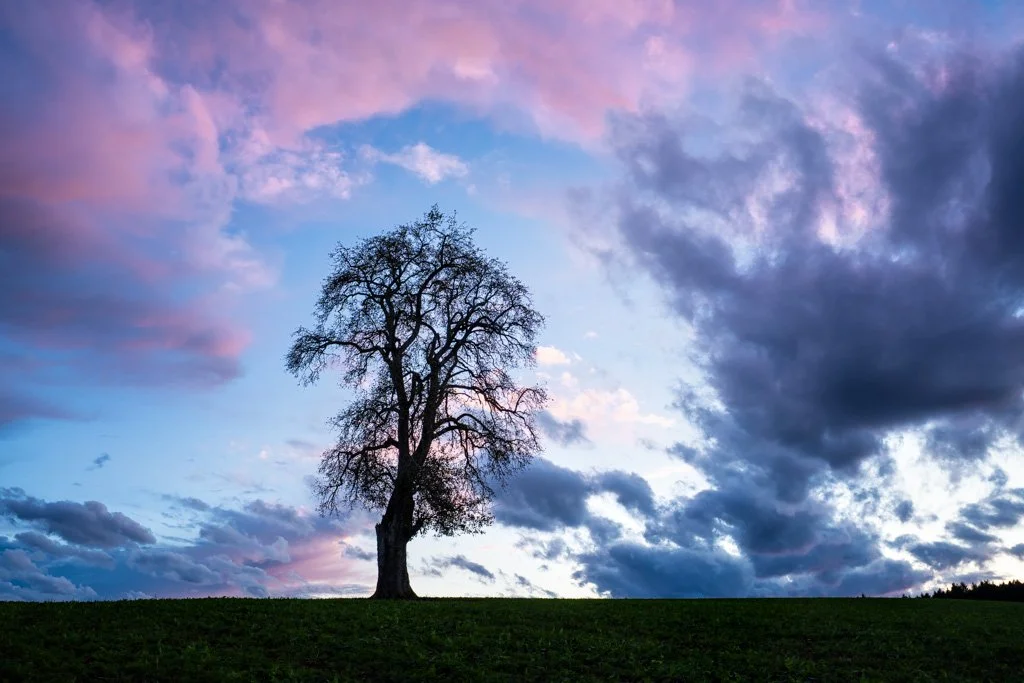 20231021-0257 Birnbaum vor Abendhimmel