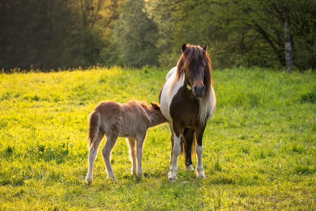 2023-05-04-5370 Islandpferde, Stute mit Fohlen, icelandic horse, mare with foal, pony