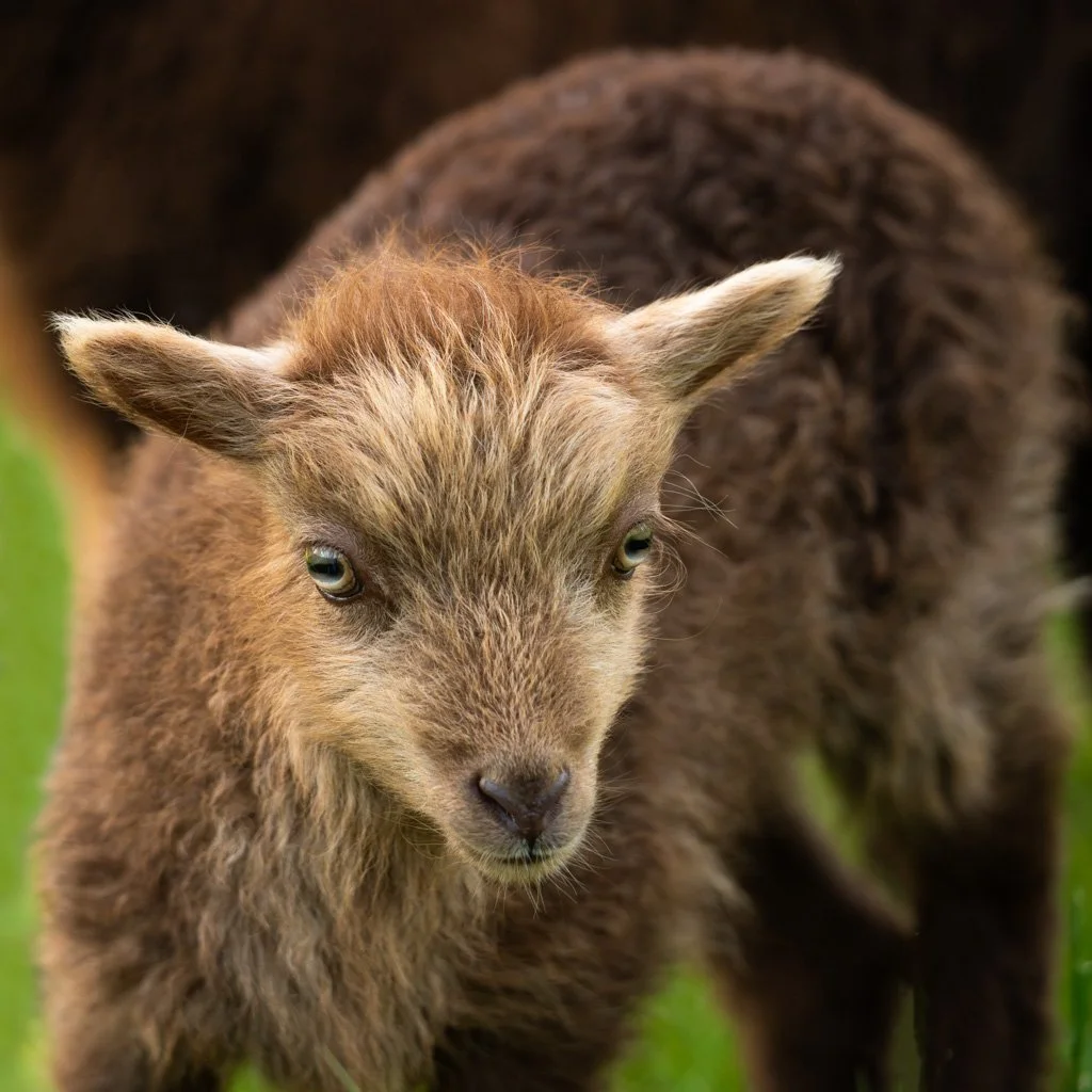 20230501-5118 Lamm, Ouessantschaf, lamb,  schaf, lamm, ushant sheep, ouessant sheep, portrait, kopf