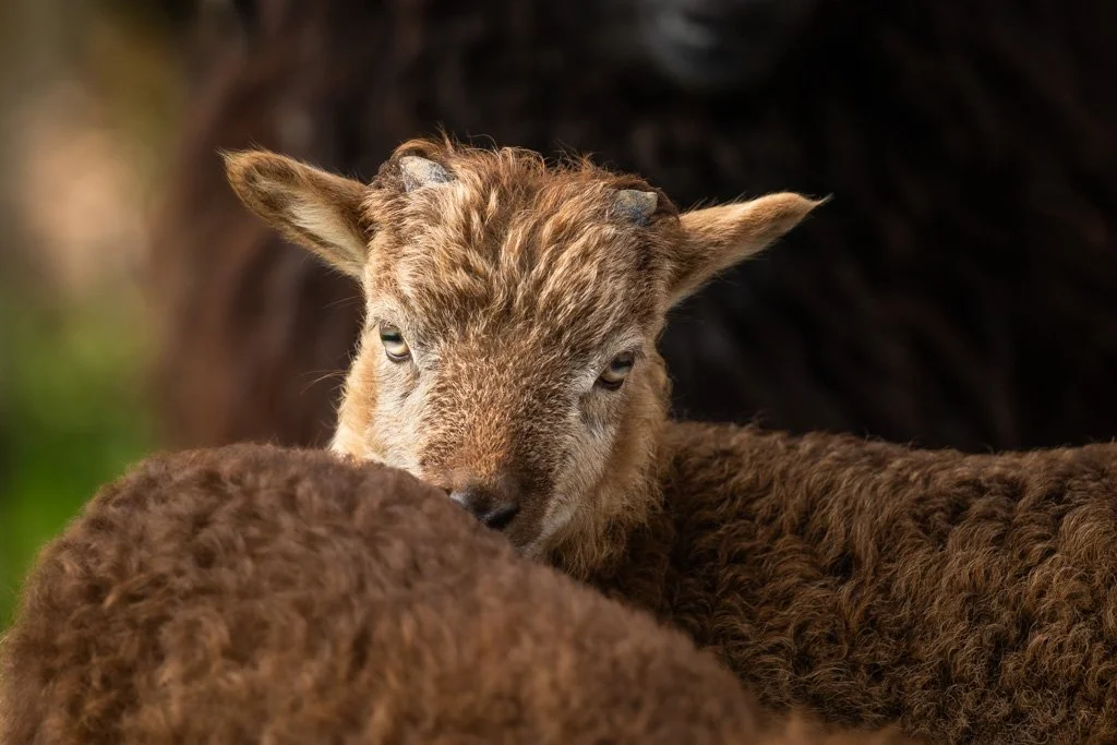 20230501-4922 Lamm, Ouessant-Mix, Ouessantschaf, schaf,  ushant sheep, ouessant sheep mix, portrait, kopf, lamb, lamm