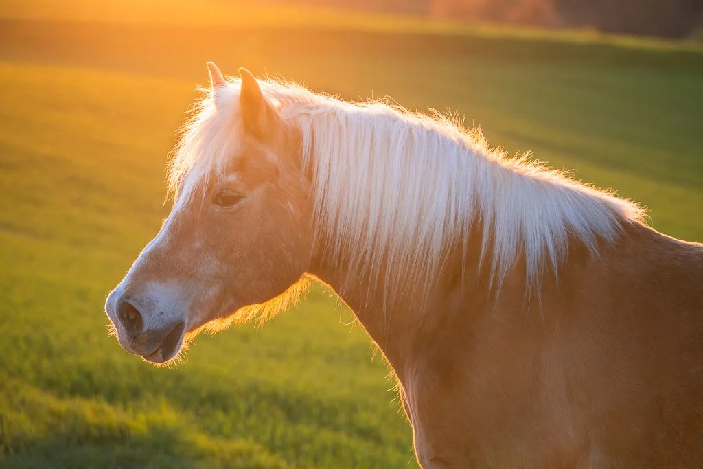 20260424_1081 Haflinger, Portrait im Gegenlicht