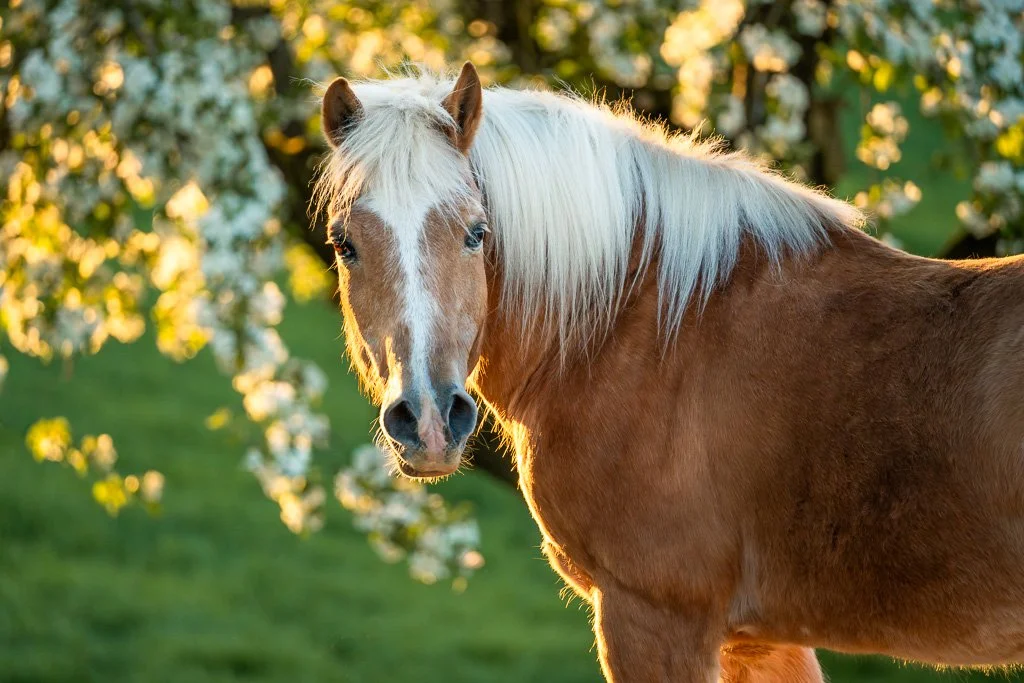 20260424_1029 Haflinger, Portrait