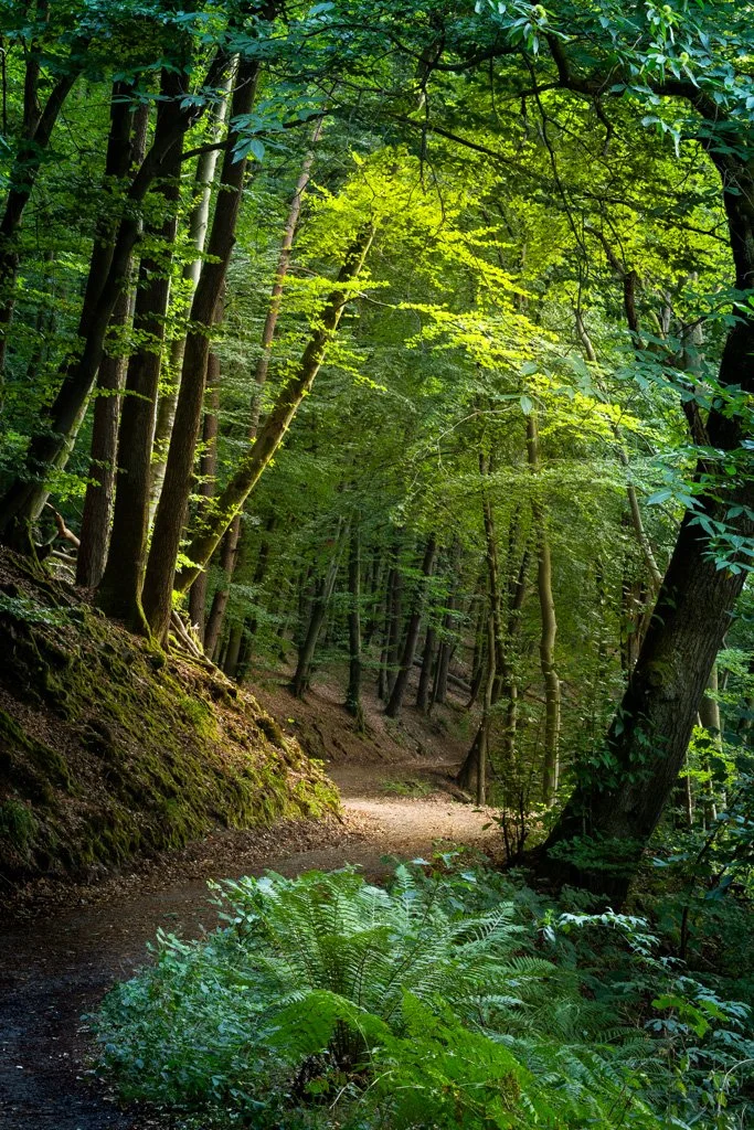 20220809-0232 Kleiner Odenwald, Wanderweg im Wald