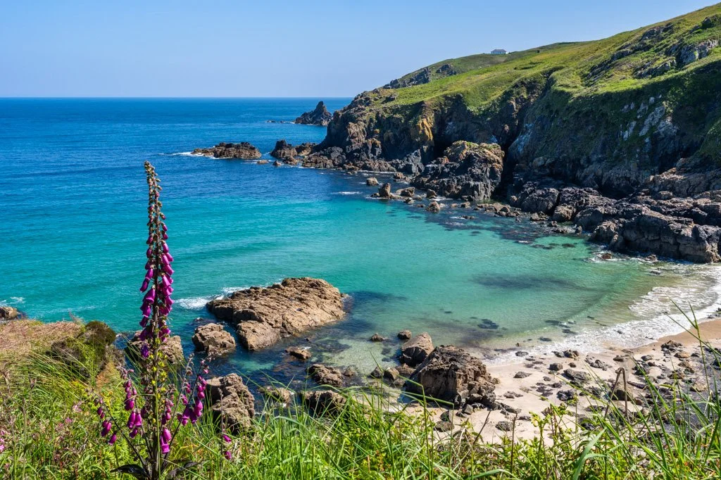 20230601-6350 Rose-an Hale Cove, Bucht mit Sandstrand, Fingerhut, cornwall, landschaft, landscape, seascape, ocean, meer, foxglove, strand, beach, bay,