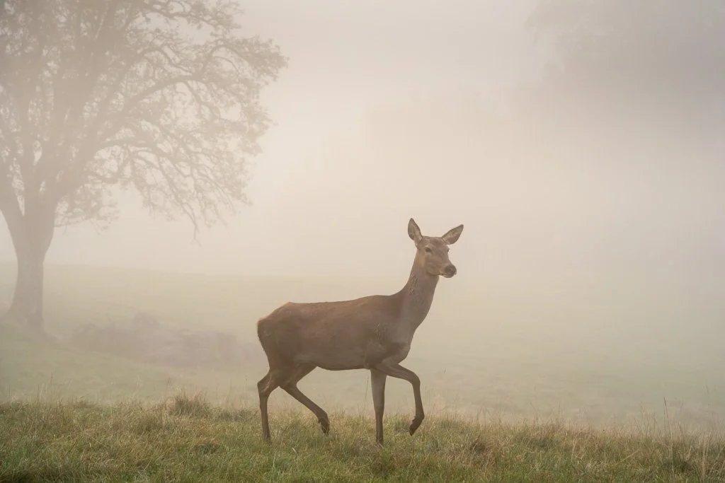 20211029-0502 Rothirschkuh im Nebel  (Gehege), rotwild, allgäu, red deer hind, fog, mist, sunrise, rotwild