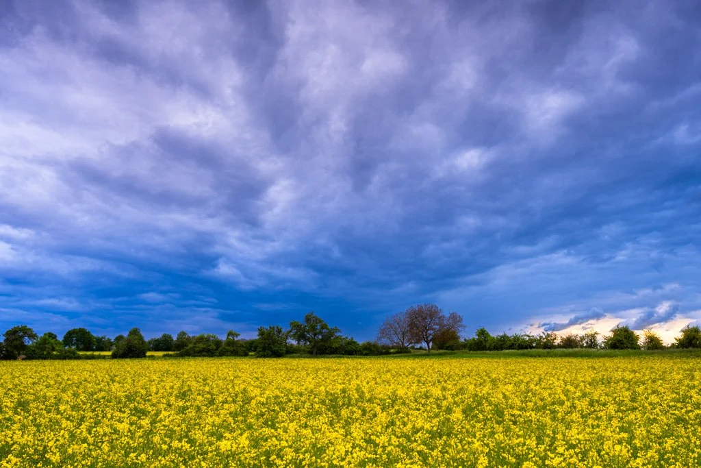 20210515-5847 Dramatischer Wolkenhimmel über gelbem Rapsfeld, landschaft, landscape, cloudscape, dramatic sky, yellow rape, rapeseed