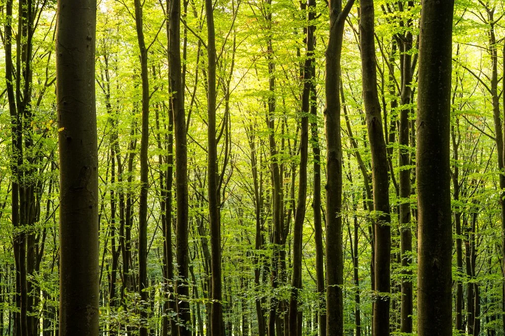 20231022-0270 Kleiner Odenwald, Hollmuth bei Neckargemünd