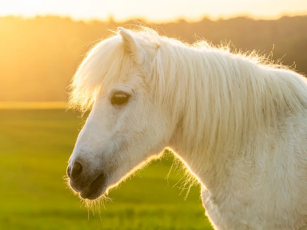 20260521-1759 Shetlandpony, Schimmel, Portrait, Gegenlicht